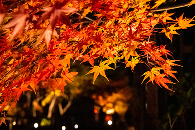 automn